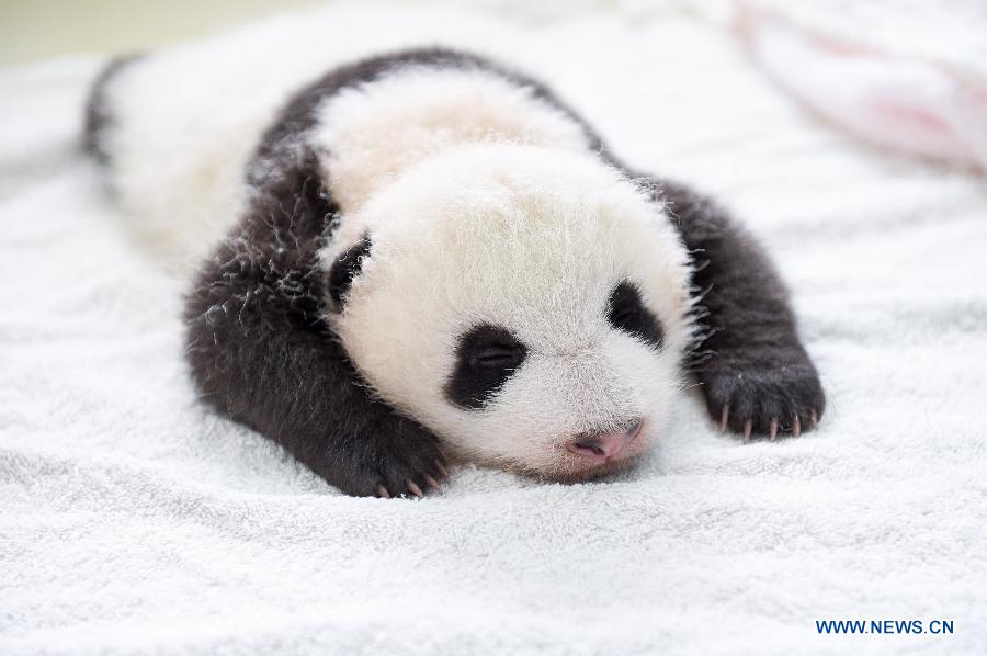 CHINA-YA'AN-BABY PANDAS (CN)