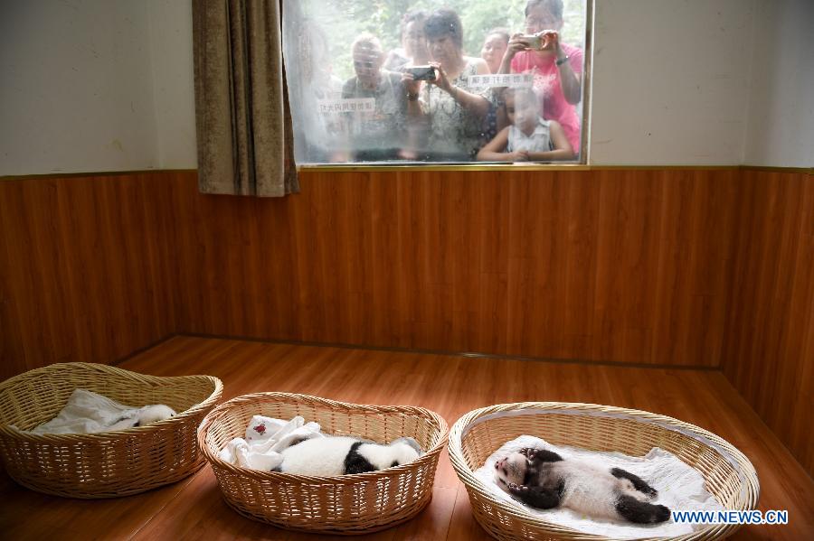 CHINA-YA'AN-BABY PANDAS (CN)