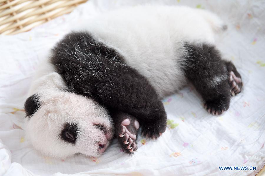 CHINA-YA'AN-BABY PANDAS (CN)