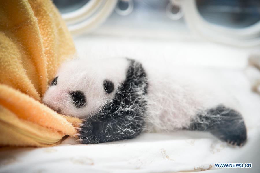 CHINA-YA'AN-BABY PANDAS (CN)