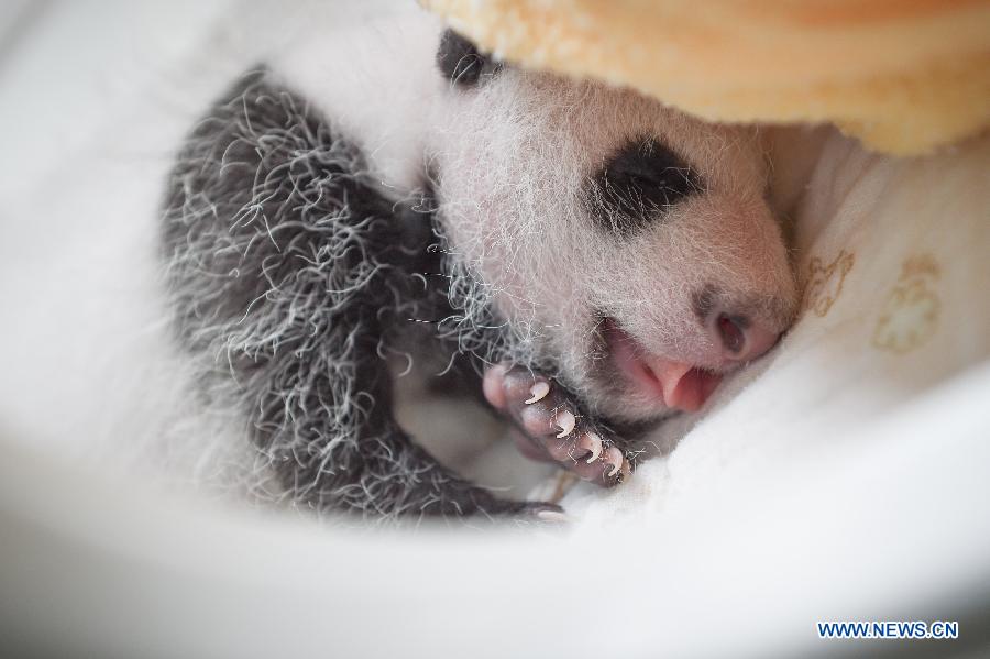 CHINA-YA'AN-BABY PANDAS (CN)
