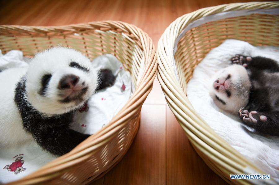 CHINA-YA'AN-BABY PANDAS (CN)