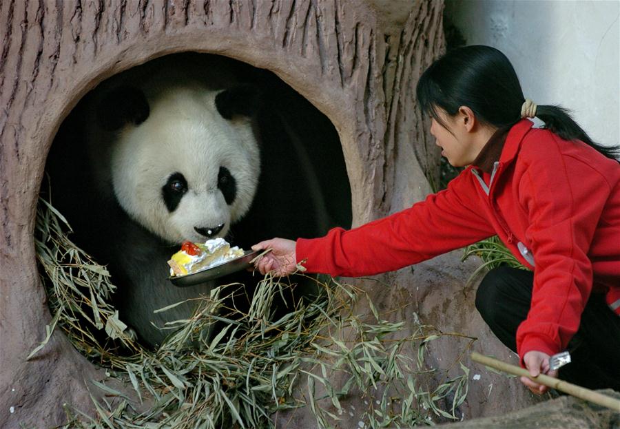 CHINA-FUZHOU-GIANT PANDA BASI-BIRTHDAY (CN)