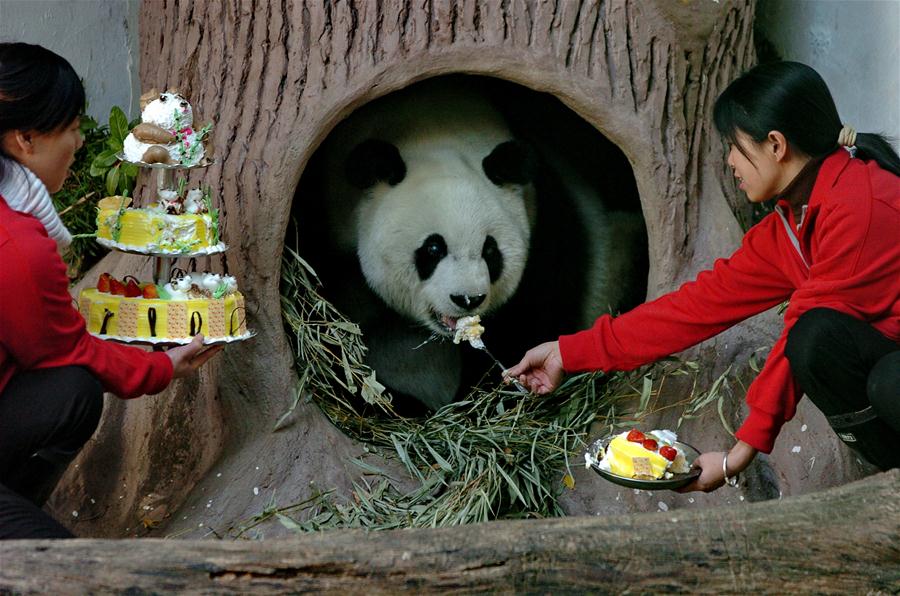 CHINA-FUZHOU-GIANT PANDA BASI-BIRTHDAY (CN)
