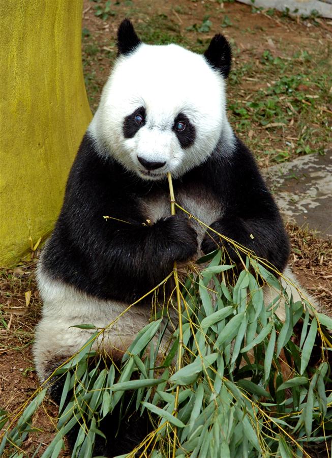 CHINA-FUZHOU-GIANT PANDA BASI-BIRTHDAY (CN)