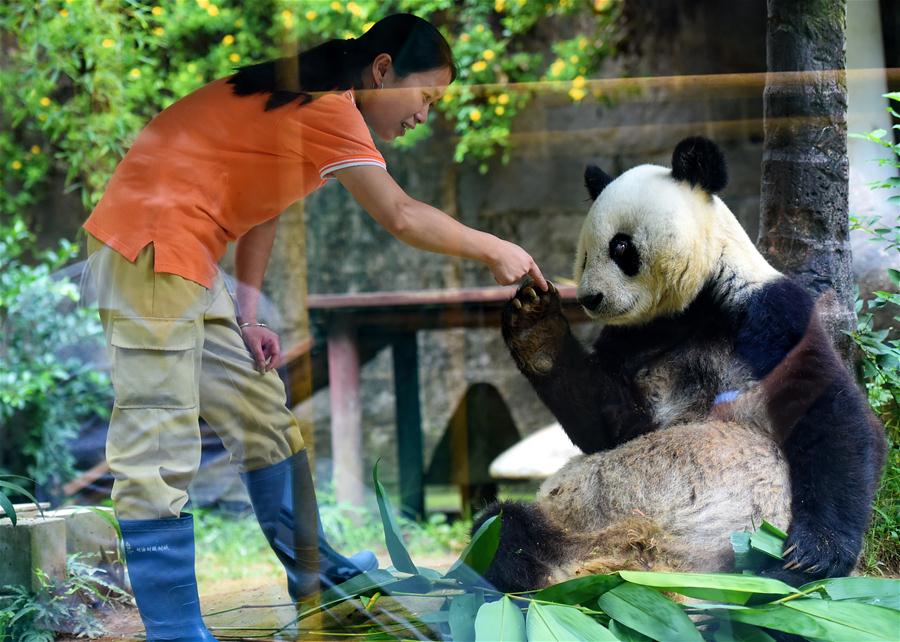 CHINA-FUZHOU-GIANT PANDA BASI-BIRTHDAY (CN)