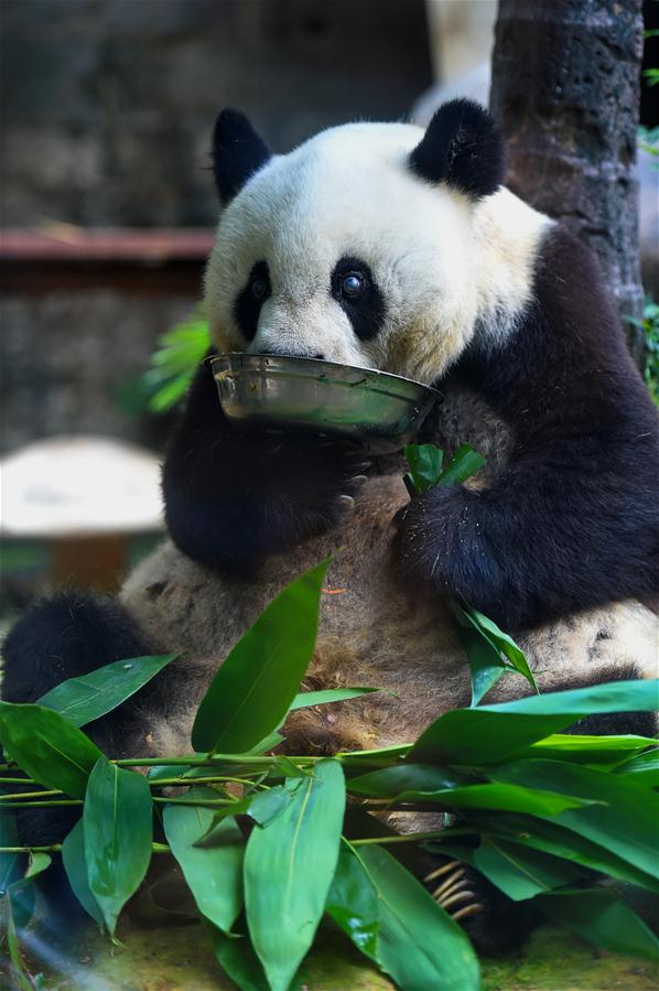CHINA-FUZHOU-GIANT PANDA BASI-BIRTHDAY (CN)