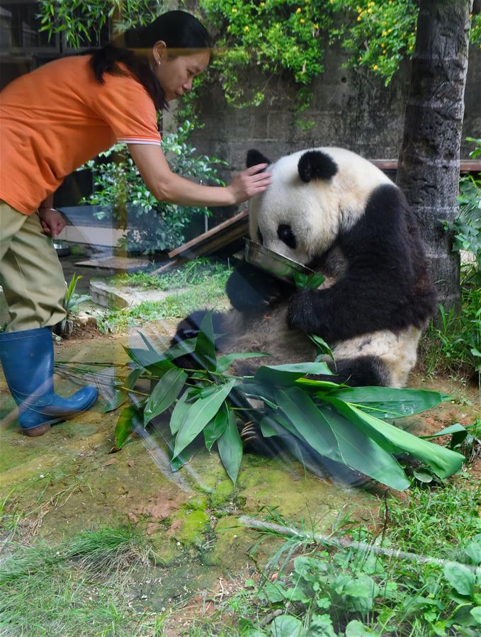 CHINA-FUZHOU-GIANT PANDA BASI-BIRTHDAY (CN)