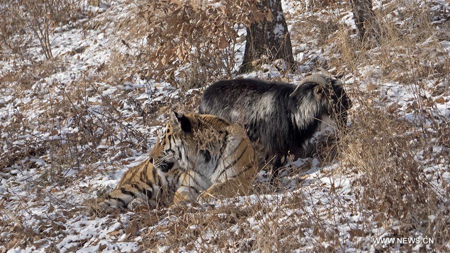 （国际）（3）俄罗斯一动物园老虎和山羊做“朋友”