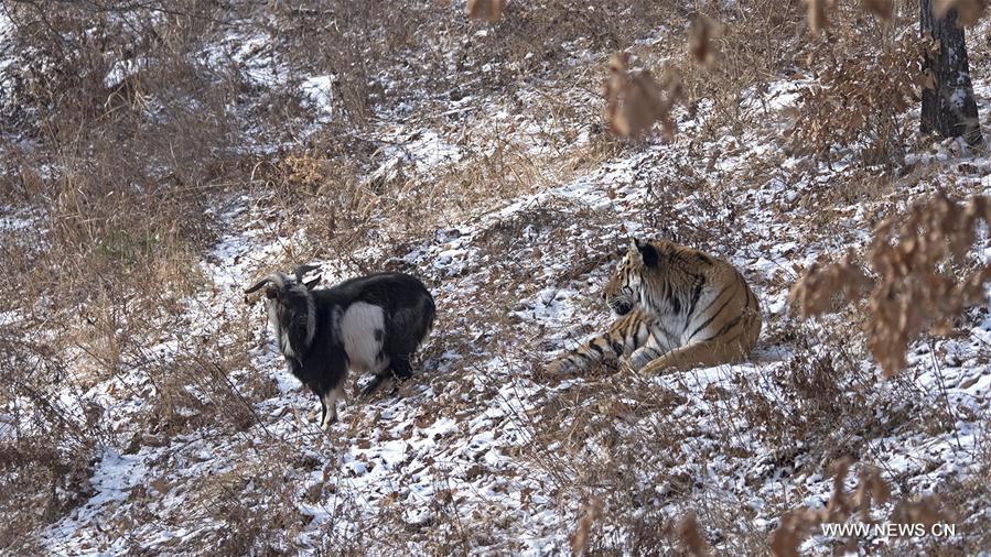 （国际）（2）俄罗斯一动物园老虎和山羊做“朋友”