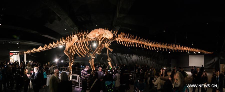 （国际）（1）巨型&ldquo;泰坦巨龙&rdquo;骨架亮相纽约自然历史博物馆