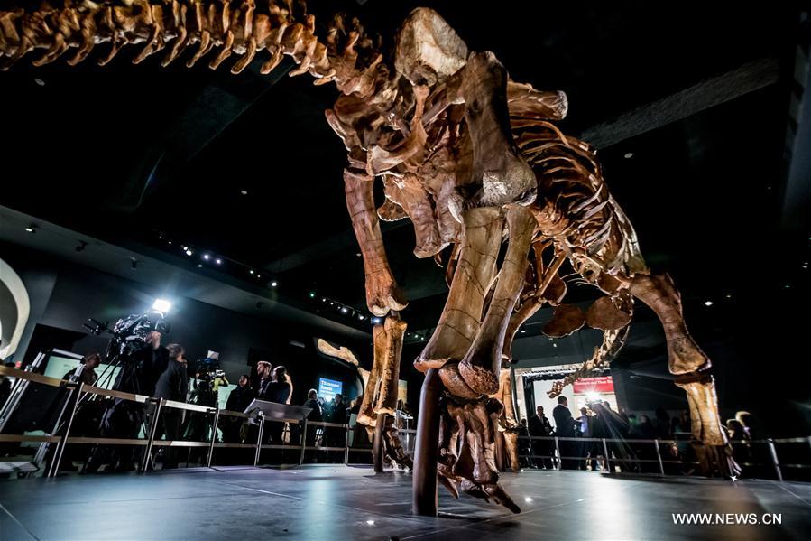 （国际）（4）巨型&ldquo;泰坦巨龙&rdquo;骨架亮相纽约自然历史博物馆