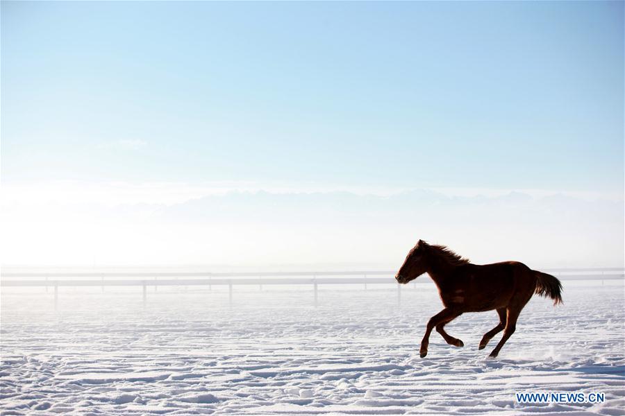 CHINA-XINJIANG-ZHAOSU-HORSES(CN)