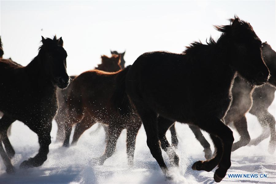 CHINA-XINJIANG-ZHAOSU-HORSES(CN)