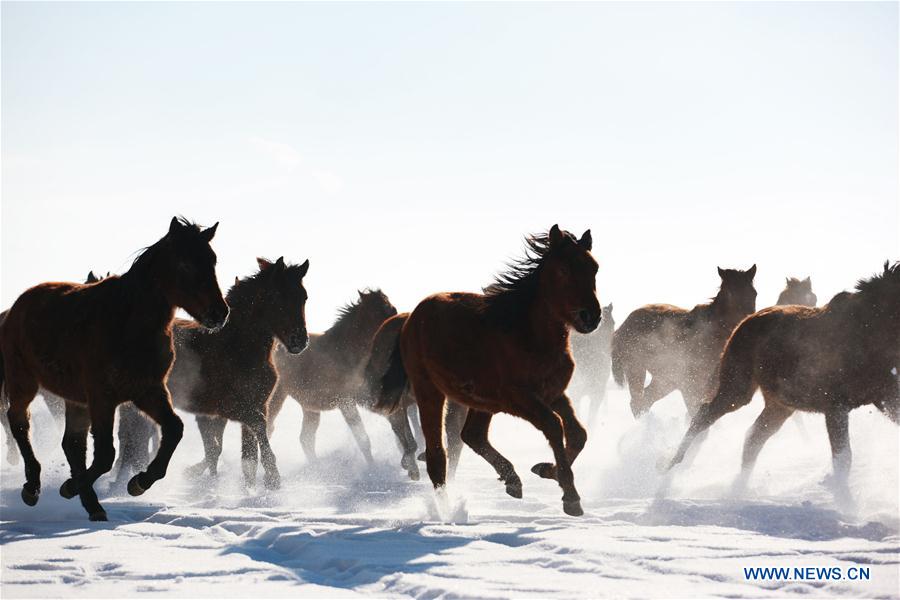 CHINA-XINJIANG-ZHAOSU-HORSES(CN)