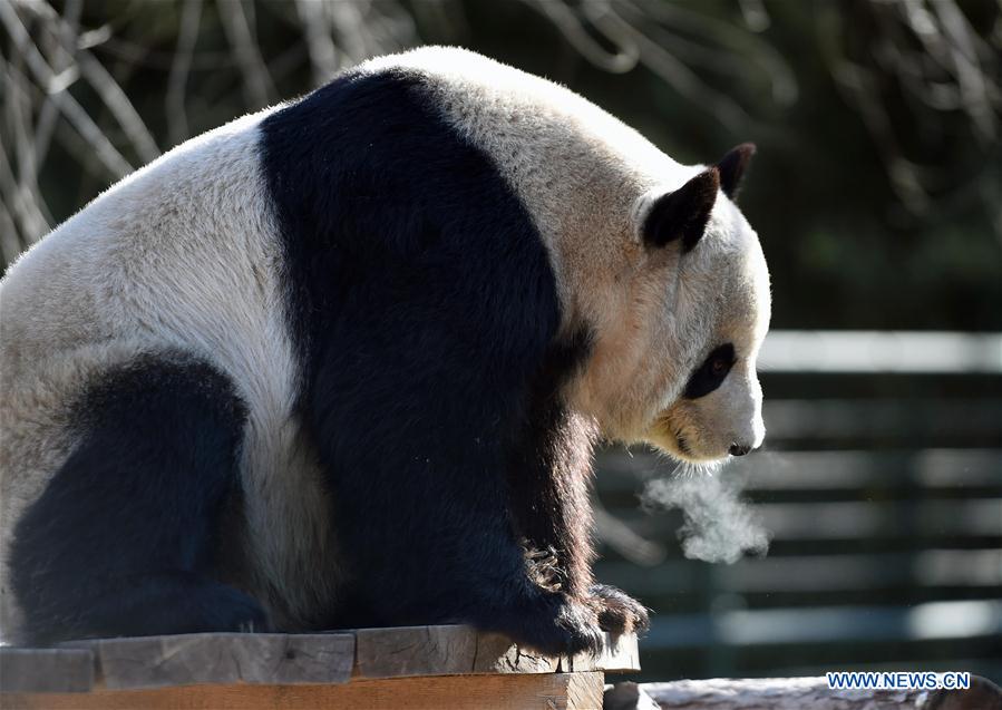 （晚报）（4）寒潮中的动物