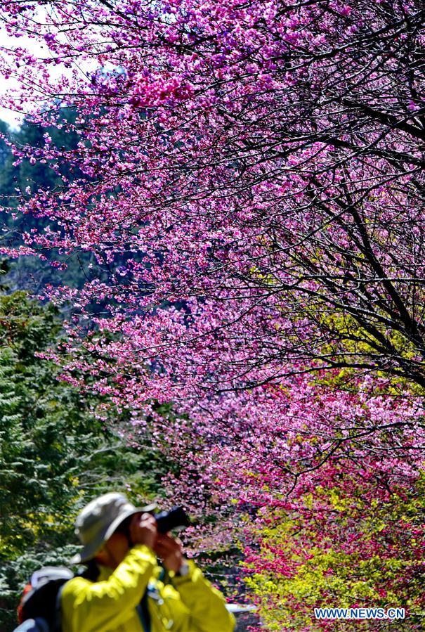 CHINA-TAIWAN-CHERRY BLOSSOM (CN)