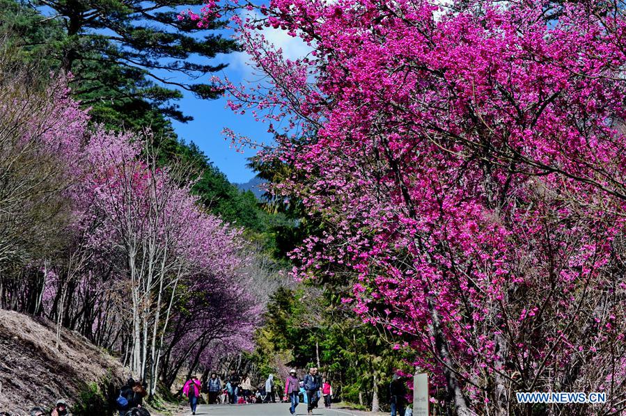 CHINA-TAIWAN-CHERRY BLOSSOM (CN)