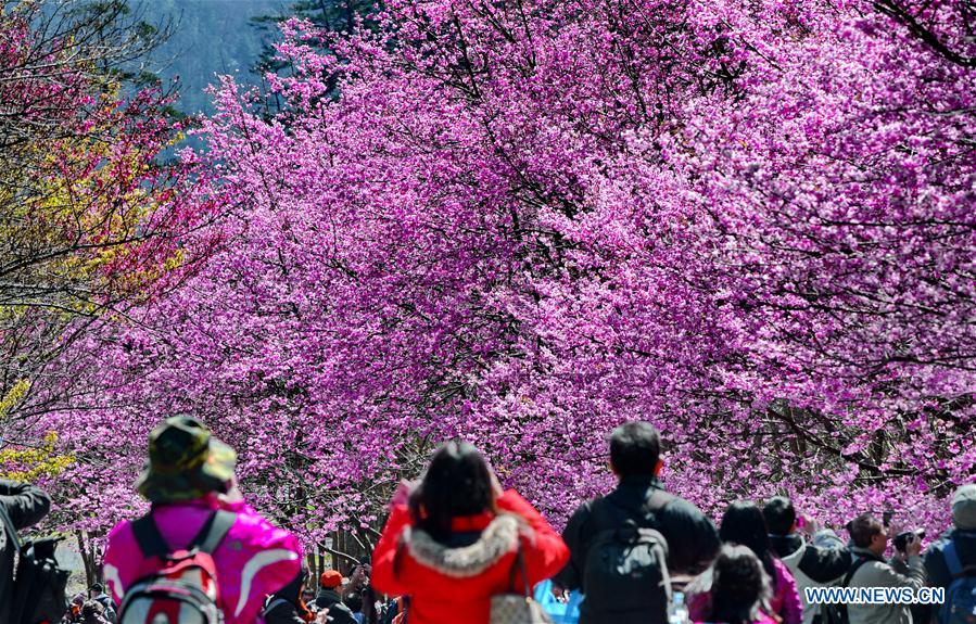 CHINA-TAIWAN-CHERRY BLOSSOM (CN)