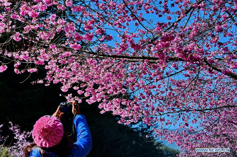 CHINA-TAIWAN-CHERRY BLOSSOM (CN)