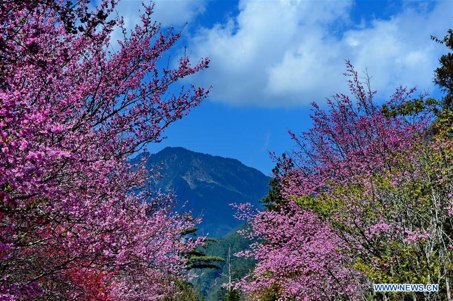 CHINA-TAIWAN-CHERRY BLOSSOM (CN)