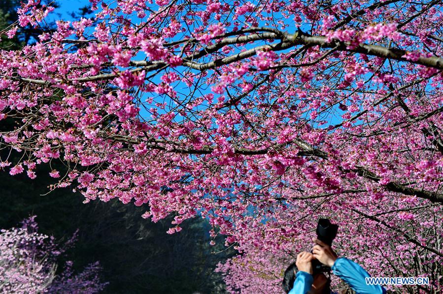 CHINA-TAIWAN-CHERRY BLOSSOM (CN)