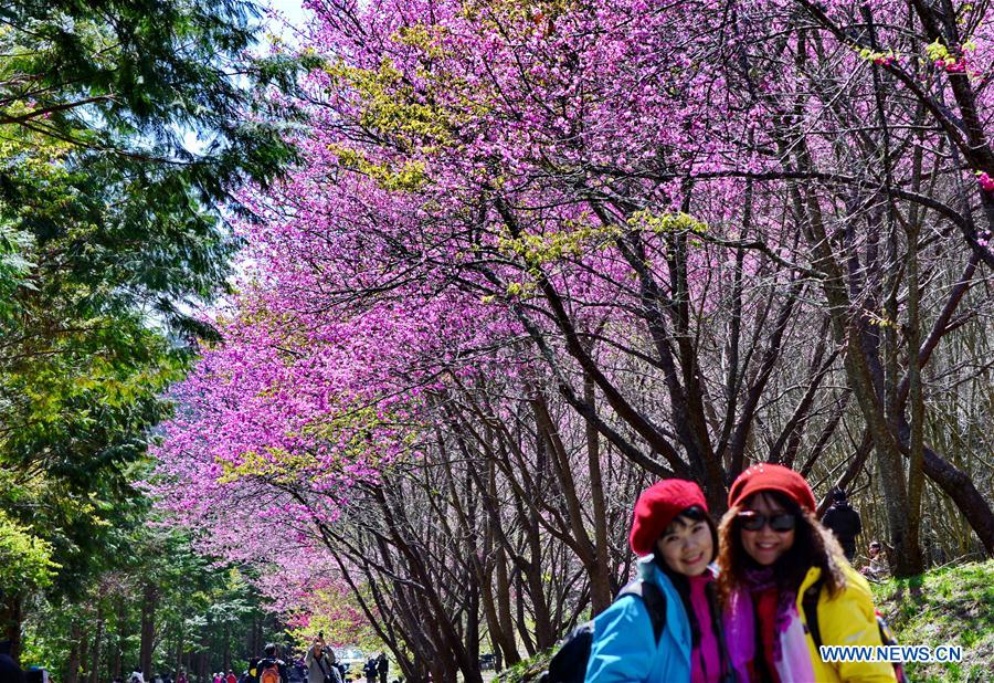 CHINA-TAIWAN-CHERRY BLOSSOM (CN)