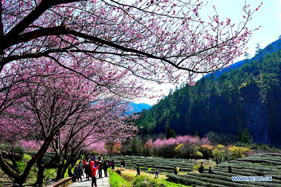 CHINA-TAIWAN-CHERRY BLOSSOM (CN)