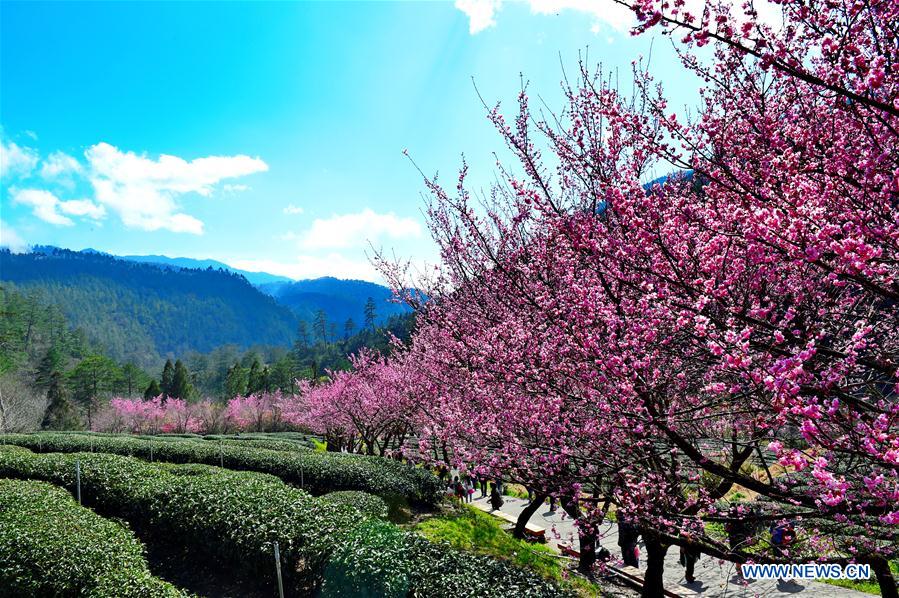 CHINA-TAIWAN-CHERRY BLOSSOM (CN)