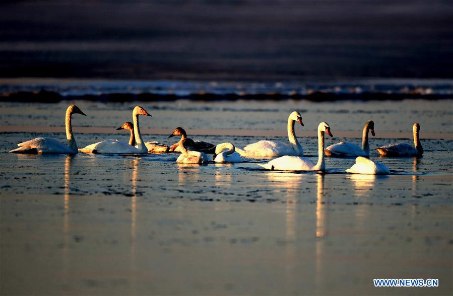 CHINA-HOHHOT-YELLOW RIVER-SWAN (CN)