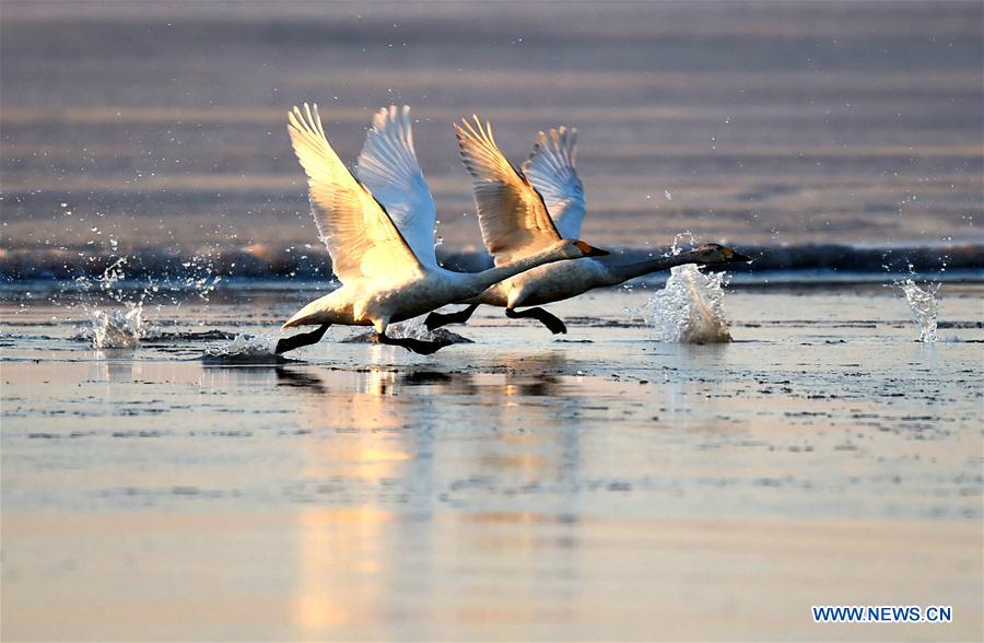 CHINA-HOHHOT-YELLOW RIVER-SWAN (CN)