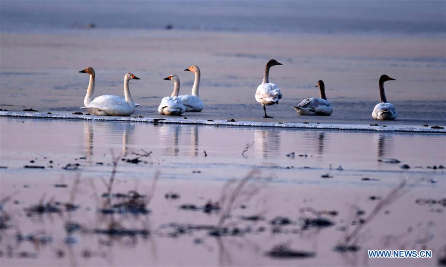 CHINA-HOHHOT-YELLOW RIVER-SWAN (CN)
