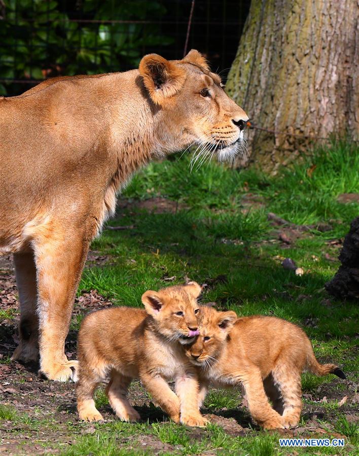 （国际）（5）濒危亚洲狮幼崽亮相比利时