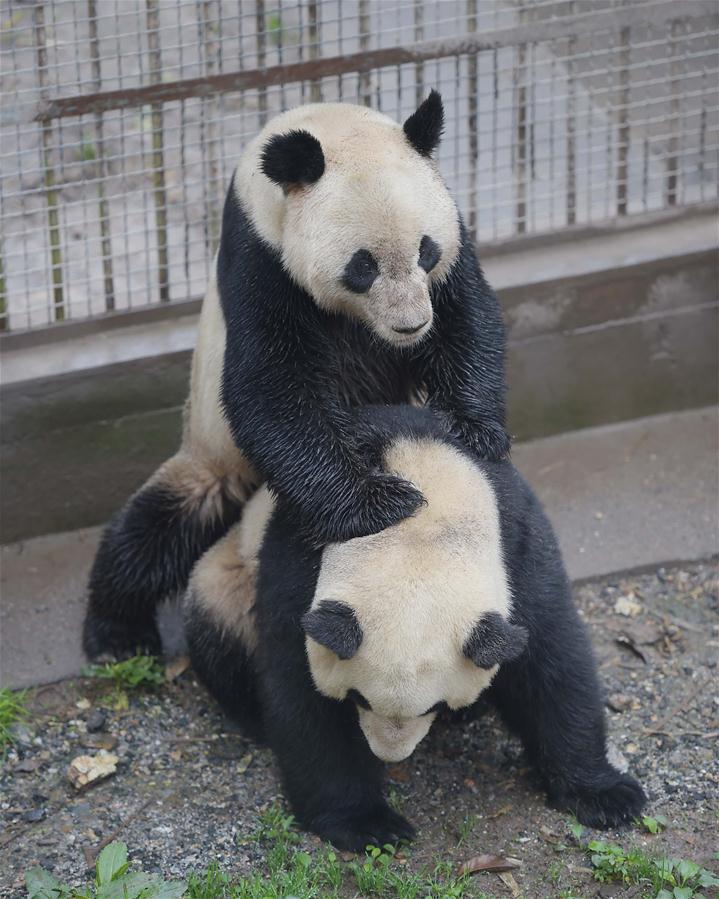 （社会）（2）我国圈养大熊猫繁殖进入今年高峰期