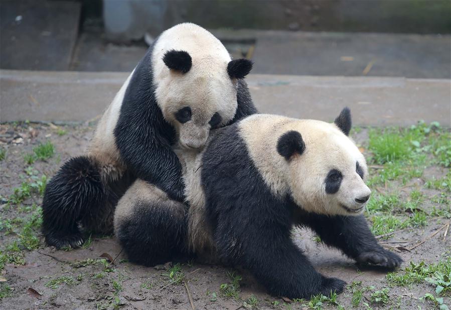 （城乡热点）（1）我国圈养大熊猫繁殖进入今年高峰期
