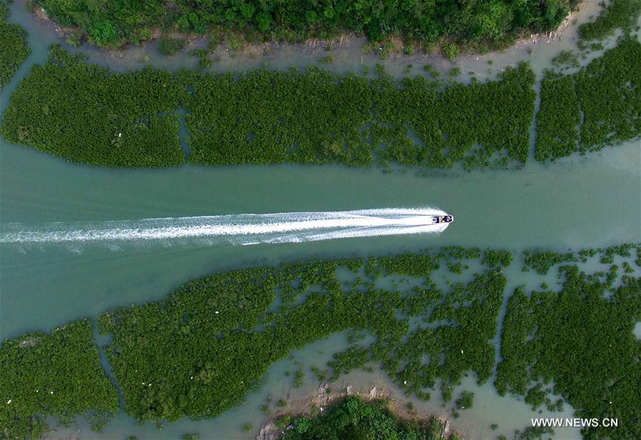 Сохранение мангровых лесов в Гуанси-Чжуанском АР