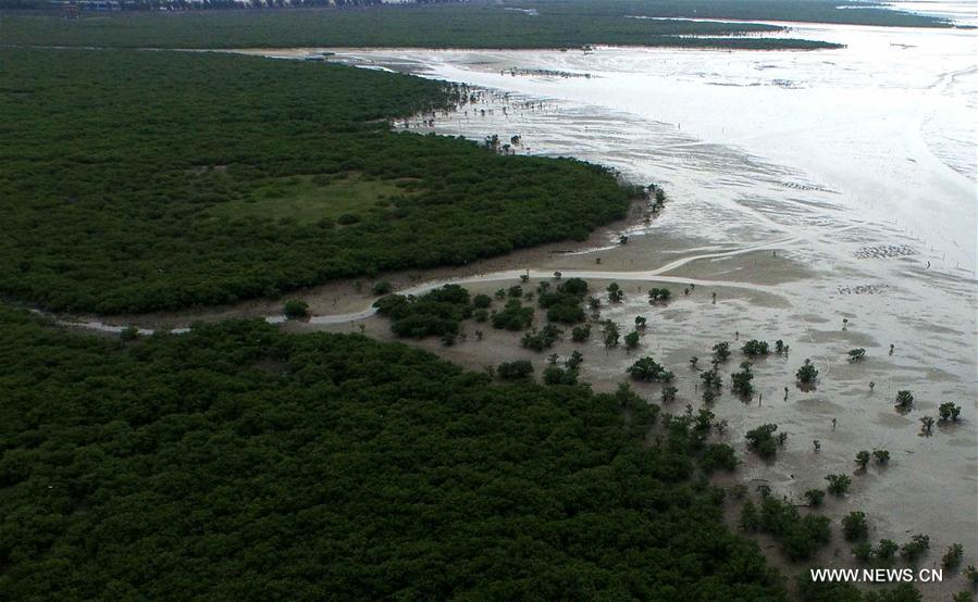 Сохранение мангровых лесов в Гуанси-Чжуанском АР