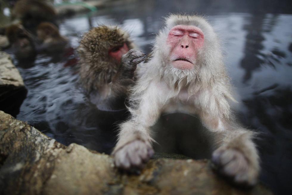 Лучшие фото животных в 2014 году по версии Reuters