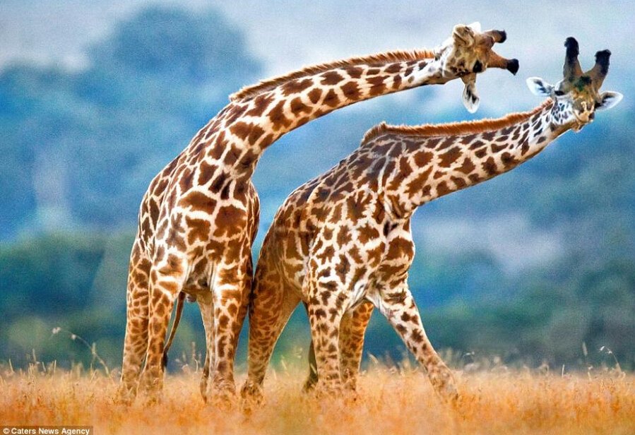 Изящный танец пары жирафов