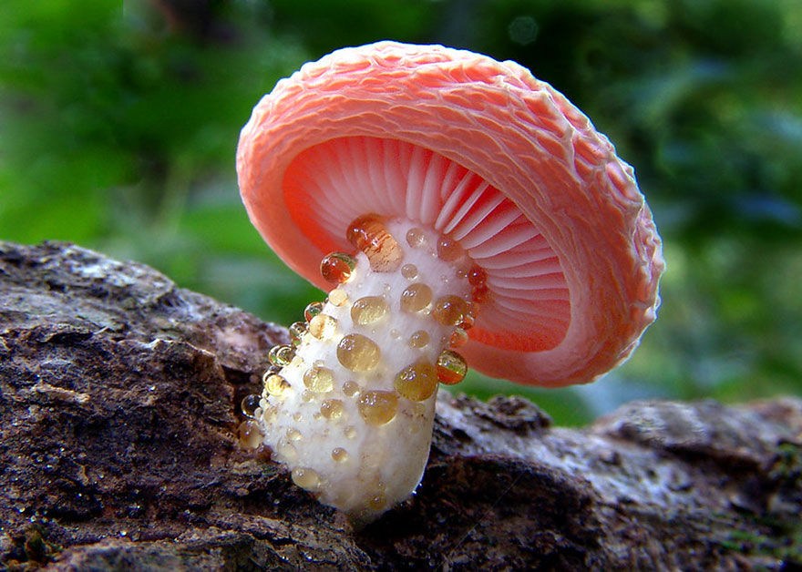 这是蘑菇？美丽性感诡异的20种罕见蘑菇