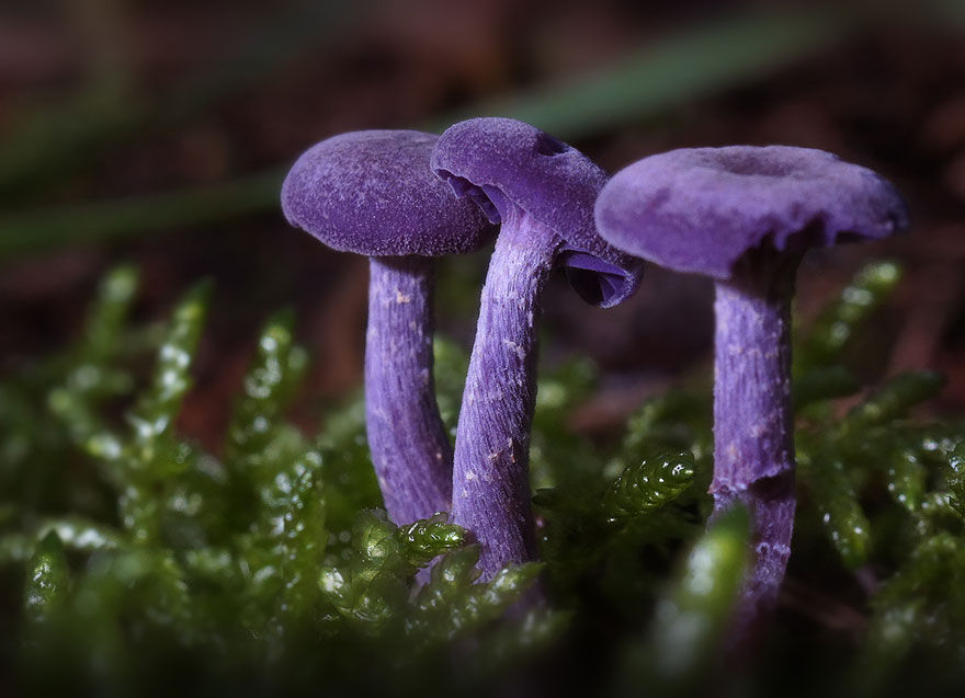 这是蘑菇？美丽性感诡异的20种罕见蘑菇