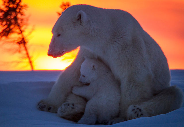 Нежность полярных медведей в объективе фотографа David Jenkins