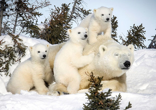 Нежность полярных медведей в объективе фотографа David Jenkins