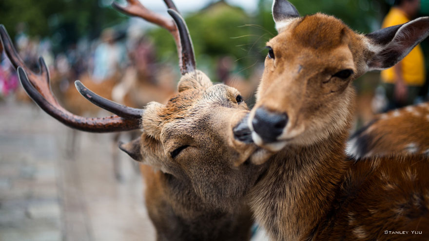 Интересные фото: животный мир наполнен любовью