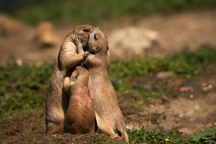 Интересные фото: животный мир наполнен любовью