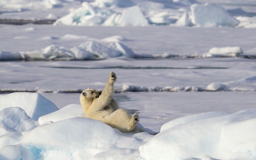 Повседневная жизнь полярных медведей в объективе фотографа Paul Goldstein