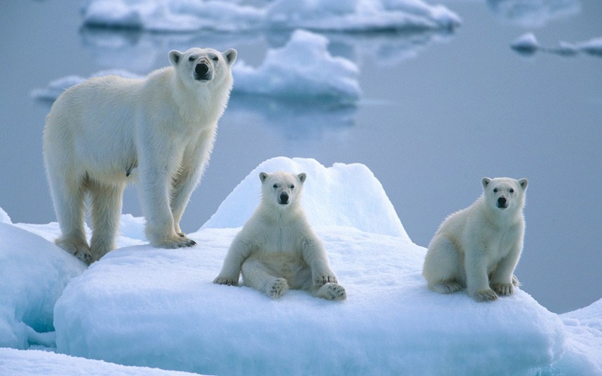 Повседневная жизнь полярных медведей в объективе фотографа Paul Goldstein