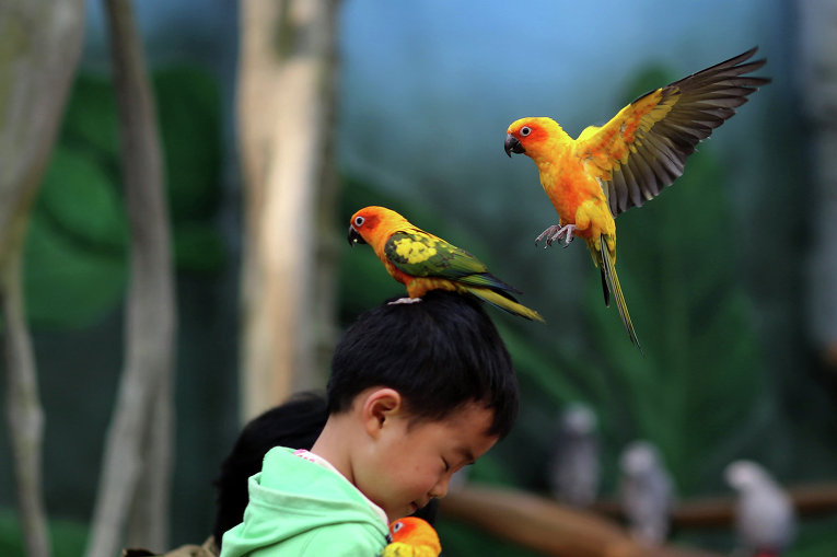 Попугаи садятся на голову мальчика в зоопарке города Куньмин, Китай