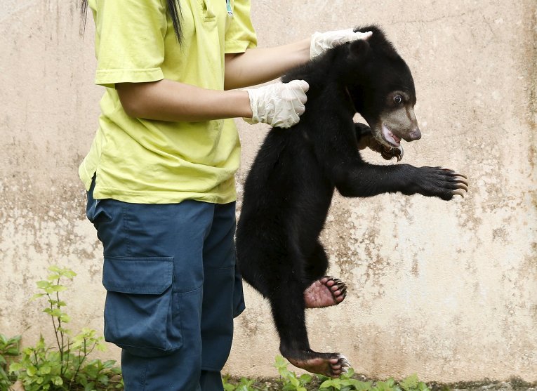 Сотрудник Департамента дикой природы Малайзии держит малайского медвежонка