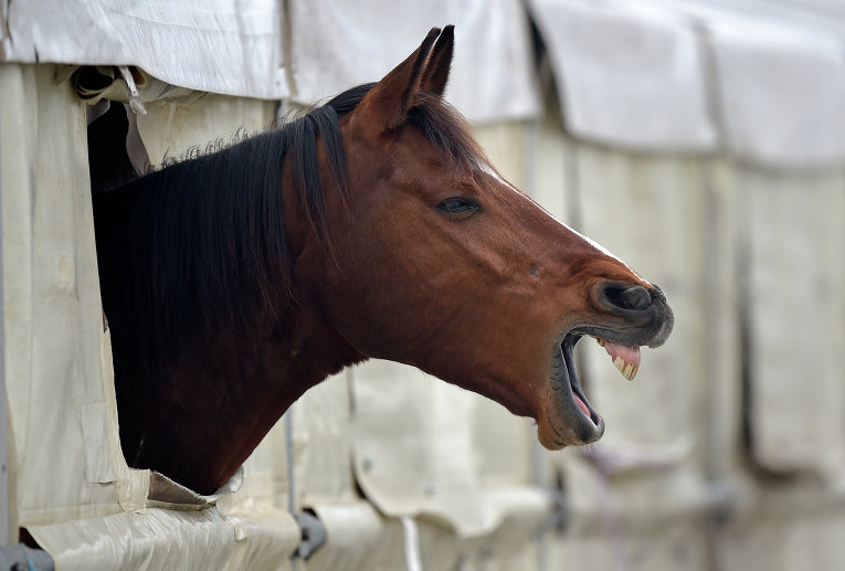 Лошадь на всемирной конноспортивной ярмарке Equitana в Эссене, Германия